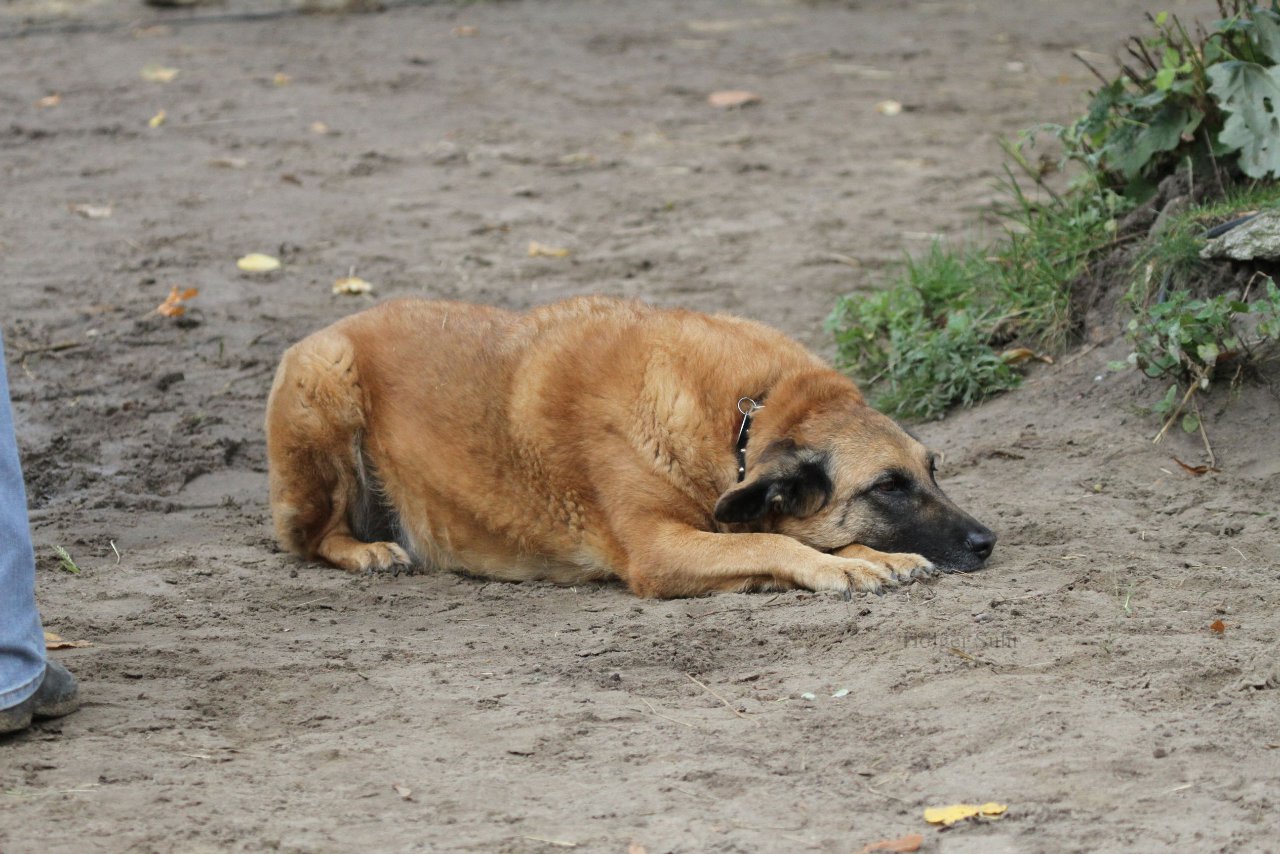 Bild 1206 - WBO-Turnier am 18.9.11